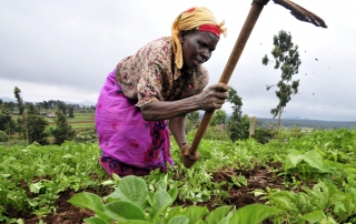 A farmer working in a field in the Mount Kenya region.